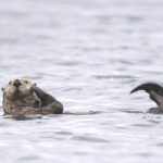 Diaporama - Alaska - Loutre de mer