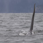 Diaporama - Alaska - Oiseaux et mammifères marins