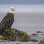 Diaporama - Alaska - Pygargue à tête blanche
