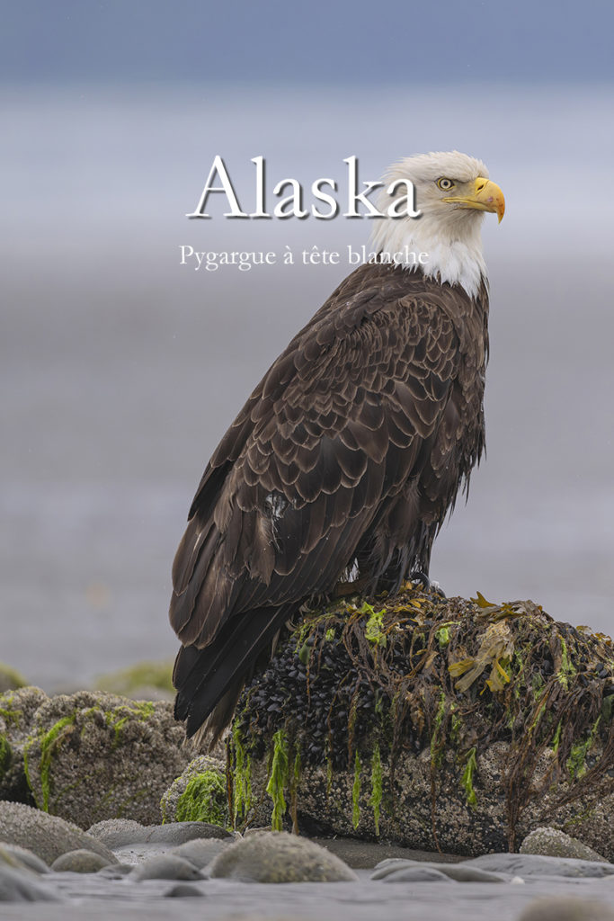 Diaporama - Alaska - Pygargue à tête blanche - Couverture