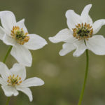 Diaporama - Alaska - Flore et végétation