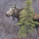 Diaporama - Alaska - Le printemps des mammifères