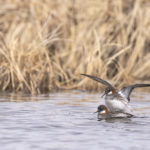 Diaporama - Alaska - Le printemps des oiseaux