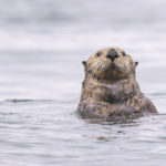 Diaporama - Alaska - Loutre de mer