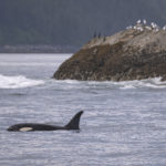 Diaporama - Alaska - Oiseaux et mammifères marins