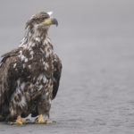 Diaporama - Alaska - Pygargue à tête blanche