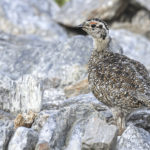 Diaporama - Lagopède alpin