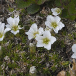 Diaporama - Alaska - Flore et végétation