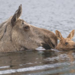 Diaporama - Alaska - Le printemps des mammifères