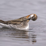 Diaporama - Alaska - Le printemps des oiseaux