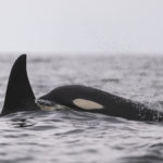 Diaporama - Alaska - Oiseaux et mammifères marins