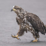 Diaporama - Alaska - Pygargue à tête blanche