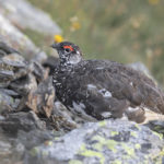Diaporama - Lagopède alpin