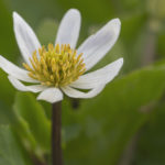 Diaporama - Alaska - Flore et végétation