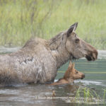 Diaporama - Alaska - Le printemps des mammifères