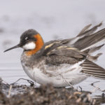 Diaporama - Alaska - Le printemps des oiseaux