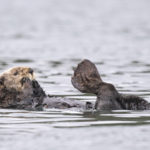 Diaporama - Alaska - Loutre de mer