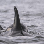 Diaporama - Alaska - Oiseaux et mammifères marins