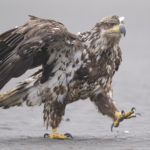Diaporama - Alaska - Pygargue à tête blanche