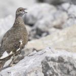 Diaporama - Lagopède alpin