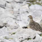 Diaporama - Nos dernières images