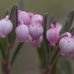 Diaporama - Alaska - Flore et végétation