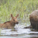 Diaporama - Alaska - Le printemps des mammifères