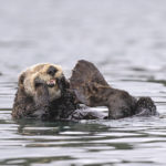 Diaporama - Alaska - Loutre de mer