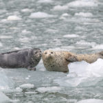 Diaporama - Alaska - Oiseaux et mammifères marins