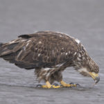 Diaporama - Alaska - Pygargue à tête blanche