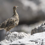Diaporama - Lagopède alpin