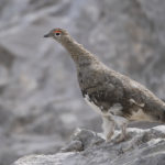 Diaporama - Nos dernières images