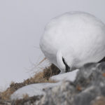 Diaporama - Un coq en hiver