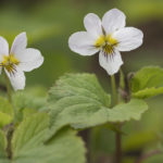 Diaporama - Alaska - Flore et végétation