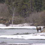 Diaporama - Alaska - Le printemps des mammifères