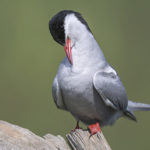 Diaporama - Alaska - Le printemps des oiseaux