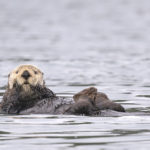 Diaporama - Alaska - Loutre de mer