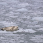 Diaporama - Alaska - Oiseaux et mammifères marins