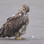 Diaporama - Alaska - Pygargue à tête blanche