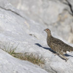 Diaporama - Nos dernières images