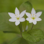 Diaporama - Alaska - Flore et végétation