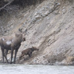 Diaporama - Alaska - Le printemps des mammifères