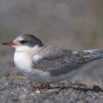 Diaporama - Alaska - Le printemps des oiseaux