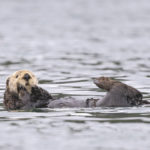 Diaporama - Alaska - Loutre de mer