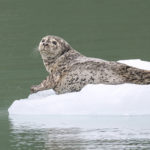 Diaporama - Alaska - Oiseaux et mammifères marins