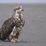 Diaporama - Alaska - Pygargue à tête blanche