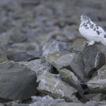 Diaporama - Lagopède alpin
