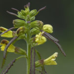 Diaporama - Alaska - Flore et végétation