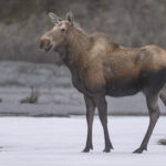 Diaporama - Alaska - Le printemps des mammifères