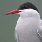 Diaporama - Alaska - Le printemps des oiseaux